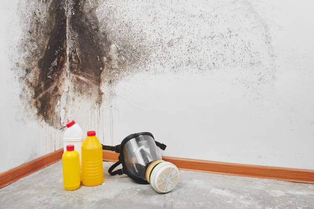 Mold Removal and Inspection in Collinsville, OK