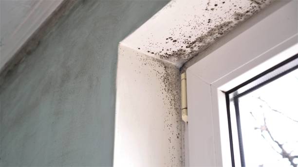 Reliable Collinsville, OK Mold Removal Solutions