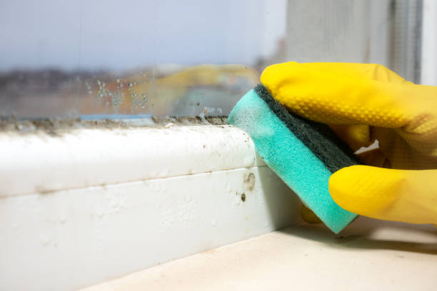 Best Black Mold Removal  in Collinsville, OK