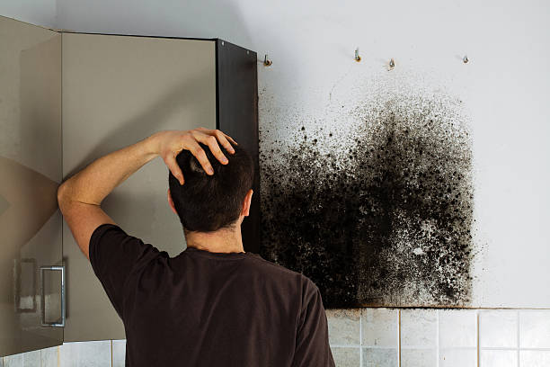 Best Mold Damage Repair  in Collinsville, OK