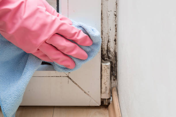 Best Commercial Mold Removal  in Collinsville, OK