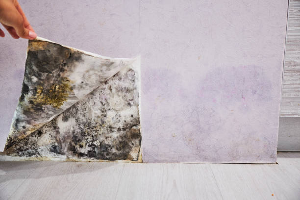 Best Residential Mold Removal  in Collinsville, OK